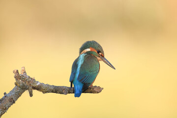 Closeup of a common kingfisher (Alcedo atthis) perched on a branch 