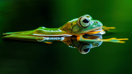 Frog in nature © andi