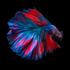 Betta Fish Full Color