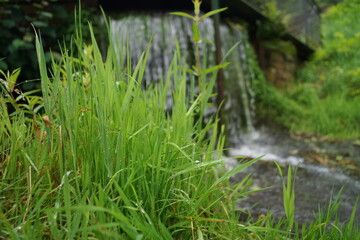 plants and trees in the rain