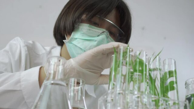Sientist work with plant in test tubes in laboratory. Dolly shot
