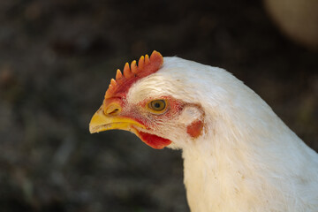 White broiler chicken looking curiously at the camera