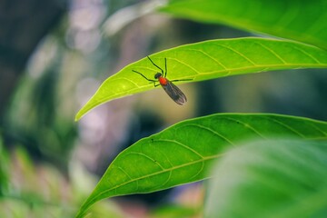 spider on a leaf