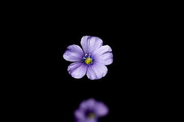 Flax flowers on a black background close-up, blue flowers, place for text