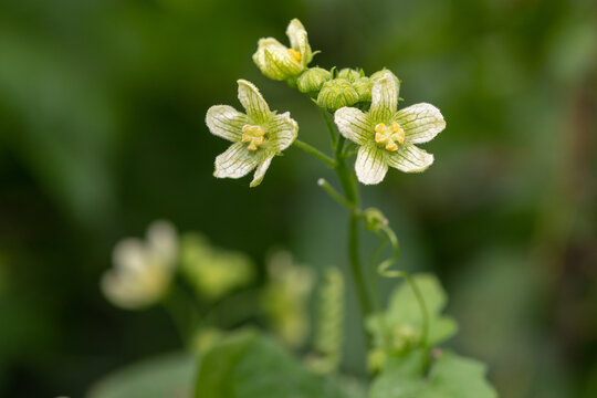White bryony (bryonia alba) flowers in bloom