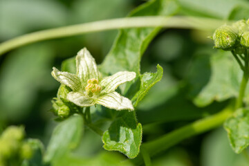 Obraz premium Macro shot of a white bryony (bryonia alba) flower