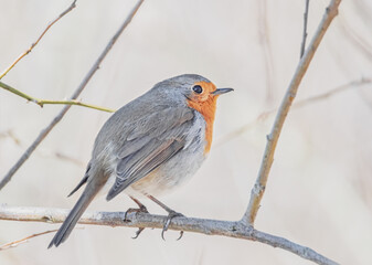 Rotkehlchen auf einem Ast