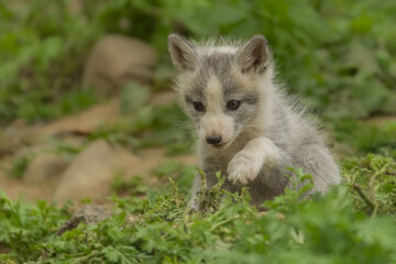 Beautiful fox cub playing