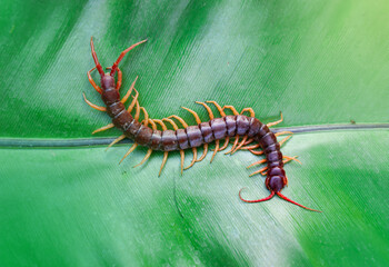 Centipedes are poisonous animals. Able to bite and release poison to enemies, it climbs on the leaves, light fair.