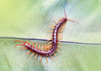 Centipedes are poisonous animals. Able to bite and release poison to enemies, it climbs on the...