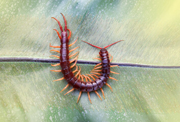 Centipedes are poisonous animals. Able to bite and release poison to enemies, it climbs on the...