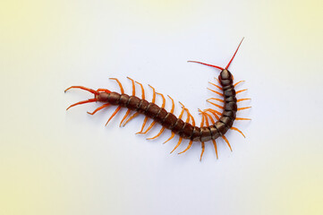A centipede on a pink background. It is a poisonous animal and has a lot of legs. It's on white background.