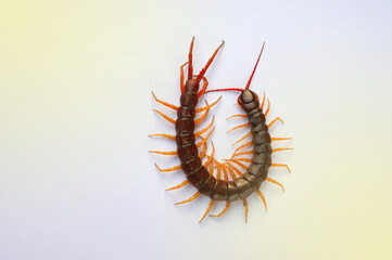 A centipede on a pink background. It is a poisonous animal and has a lot of legs. It's on white background.