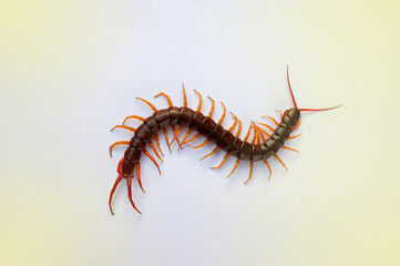 A centipede on a pink background. It is a poisonous animal and has a lot of legs. It's on white background.