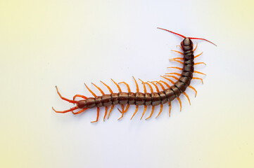 A centipede on a pink background. It is a poisonous animal and has a lot of legs. It's on white background.