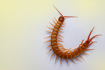A centipede on a pink background. It is a poisonous animal and has a lot of legs. It's on white...