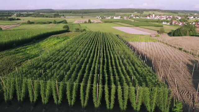 Drone flying towards and over a hop garden in the summer. The hop garden in the middle of the biggest hop growing area, the hallertau. 