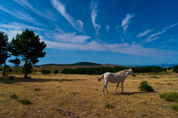 koń zwierze biały niebo chmury łąka 