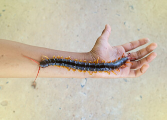 Centipedes are poisonous animals. Able to bite and release poison to enemies, it climbs on the hand, light fair.