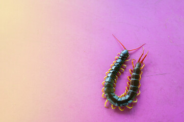A centipede on a pink background. It is a poisonous animal and has a lot of legs.