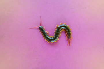 A centipede on a pink background. It is a poisonous animal and has a lot of legs.