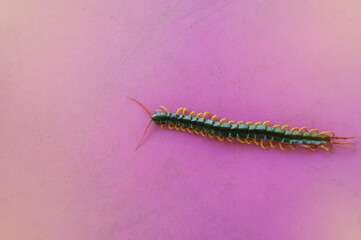 A centipede on a pink background. It is a poisonous animal and has a lot of legs.