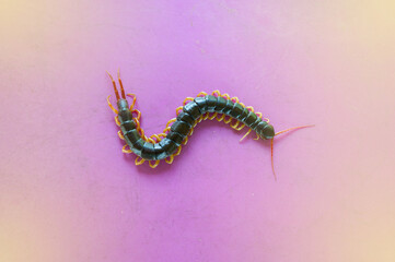 A centipede on a pink background. It is a poisonous animal and has a lot of legs.