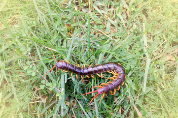 A centipede is on someone body. It is invertebrate. It is poisonous animals and have many legs....