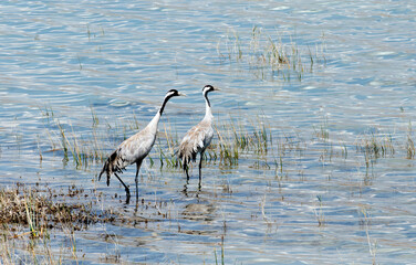 A Couple of Common Cranes