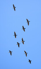 birds fly against the blue sky