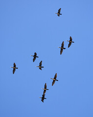 birds fly against the blue sky