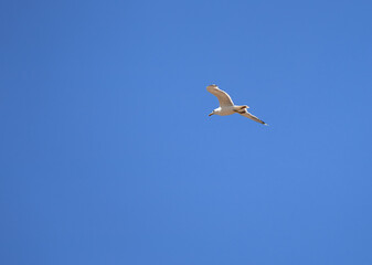 Fototapeta na wymiar birds fly against the blue sky