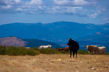 byk krowy zwierzęta łąka natura góry widok - obrazy, fototapety, plakaty