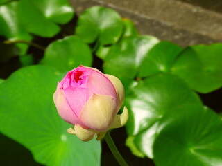 ピンクの蓮の花の蕾