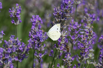 Green-veined white butterfly (pieris napi) perched on lavender in Zurich, Switzerland