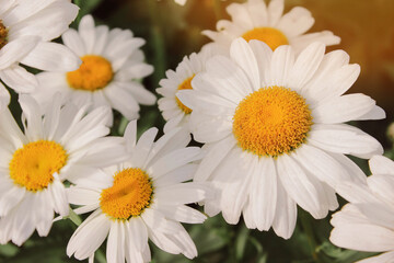 Big flowers Daisies in the green grass. Field with Daisies.Wild flowers growing on meadow, white chamomiles on green grass background. Leucanthemum vulgare. White daisys in the summer sun.