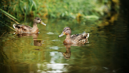 Two cute ducks with brown plumage swim in a clear forest river near the shore with green grasses and leaves. Wildlife and fauna.