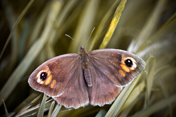 Obraz premium brown butterfly on the grass
