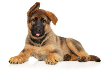 German Shepherd puppy lies on a white background