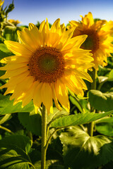 Fototapeta premium Paysage campagne 1002