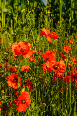 Paysage campagne 1004