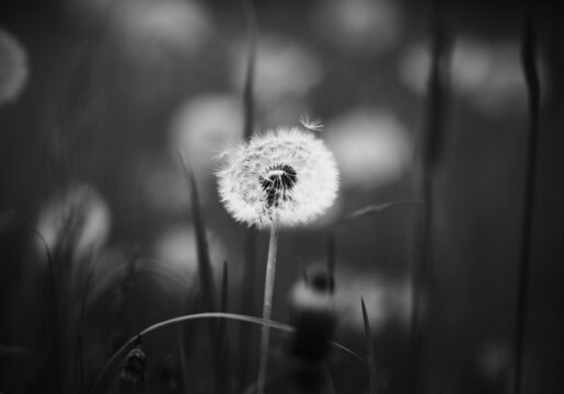 A black-and-white image of a white fluffy light dandelion flower growing in a meadow among dark grass. Nature.