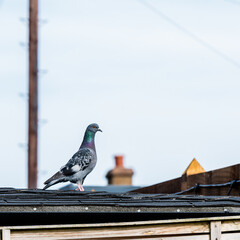 pigeon on the roof