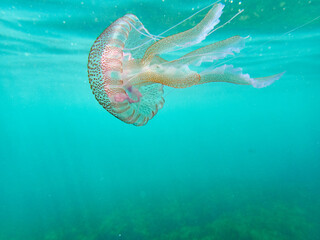 Mauve stinger or purple-striped jelly. Pelagia noctiluca. 
