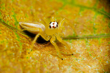 macro of a spider