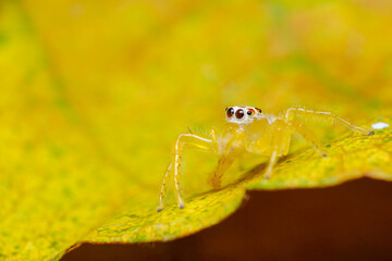 spider on leaf