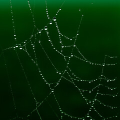 rain drops caught on a spiders web
