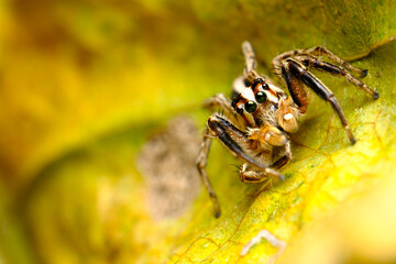 spider on a leaf