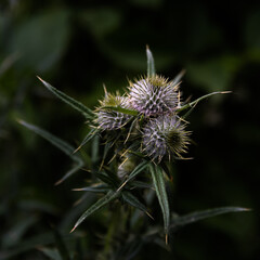 thistle in bloom