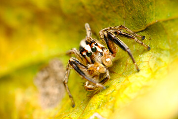 spider on a leaf